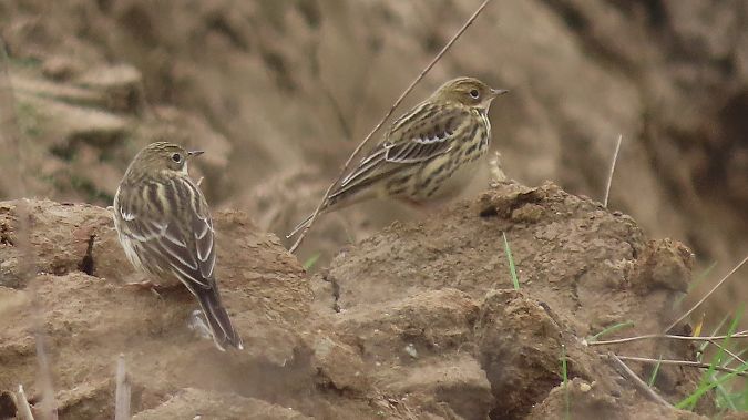 Rotkehlpieper  - Marcin Galus