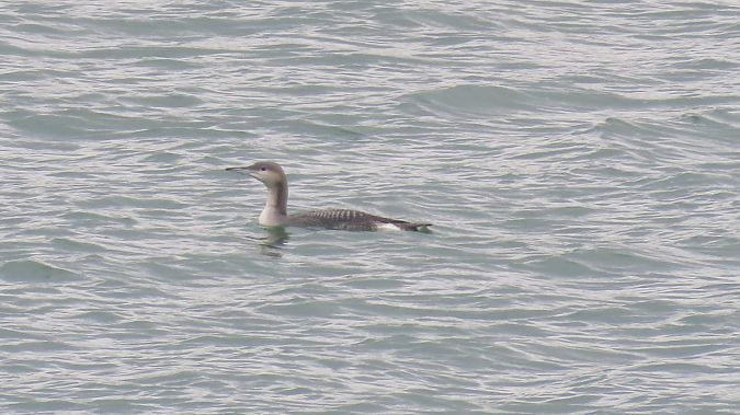 Prachttaucher  - Marcin Galus