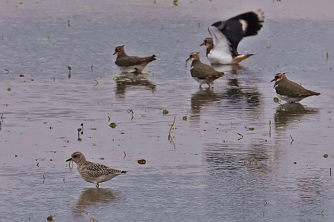 siewnica  - Krzysztof Czajowski