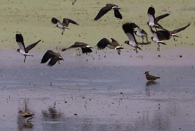 czajka  - Krzysztof Czajowski