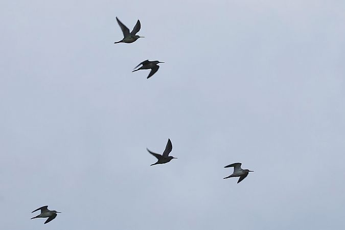 brodziec śniady  - Krzysztof Czajowski