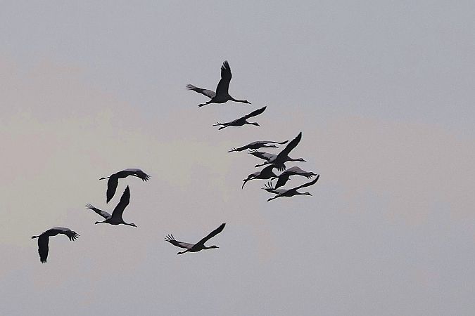 żuraw  - Krzysztof Czajowski