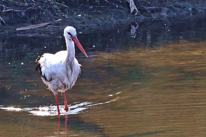 bocian biały  - Krzysztof Czajowski