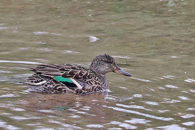 cyraneczka  - Krzysztof Czajowski