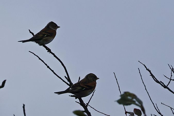 jer  - Krzysztof Czajowski