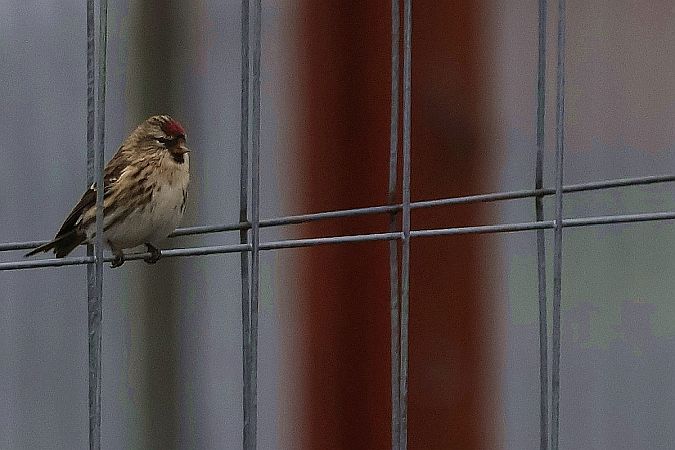 czeczotka  - Krzysztof Czajowski