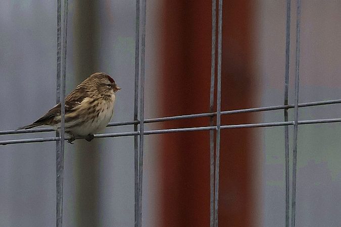 Sizerin flammé (ssp. flammea)  - Krzysztof Czajowski