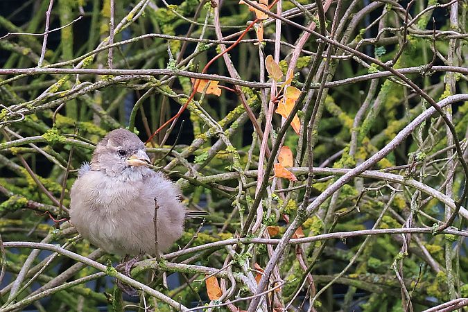 wróbel  - Krzysztof Czajowski