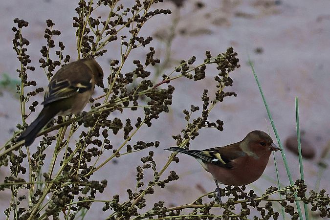 zięba  - Krzysztof Czajowski