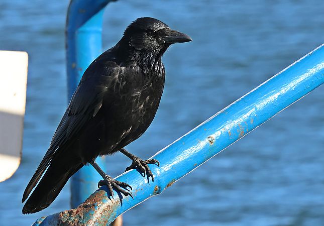 Corneille noire  - Krzysztof Czajowski