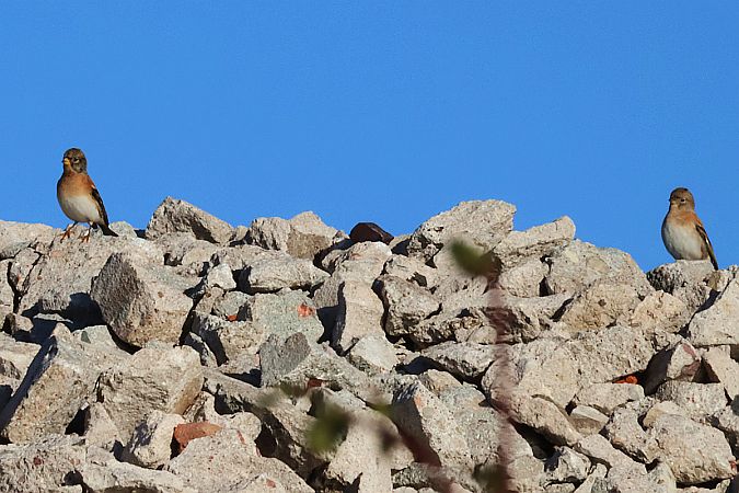 jer  - Krzysztof Czajowski