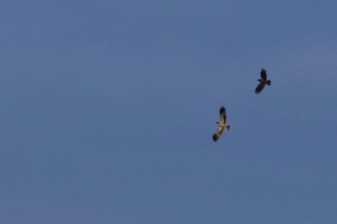 orzełek  - Krzysztof Czajowski