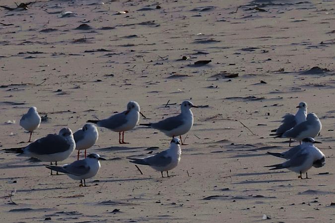 rybitwa czubata  - Krzysztof Czajowski