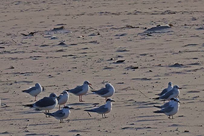 Sterne caugek  - Krzysztof Czajowski