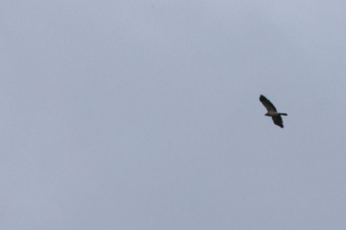 orzełek  - Krzysztof Czajowski