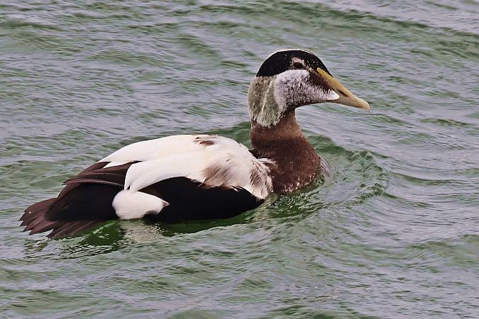 edredon  - Krzysztof Czajowski