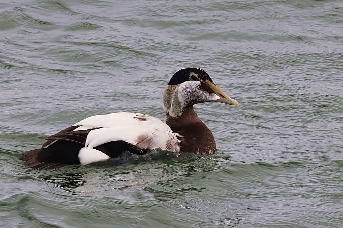 Eider à duvet  - Krzysztof Czajowski
