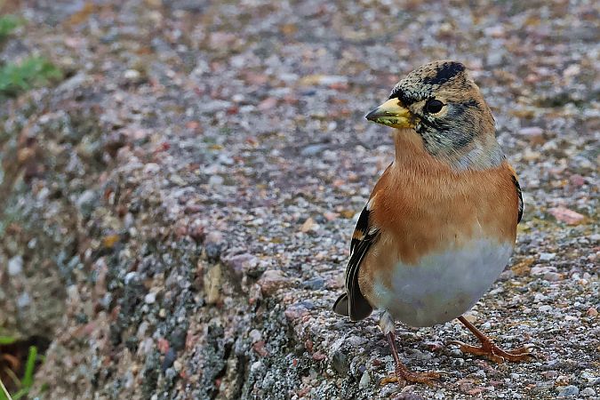 jer  - Krzysztof Czajowski