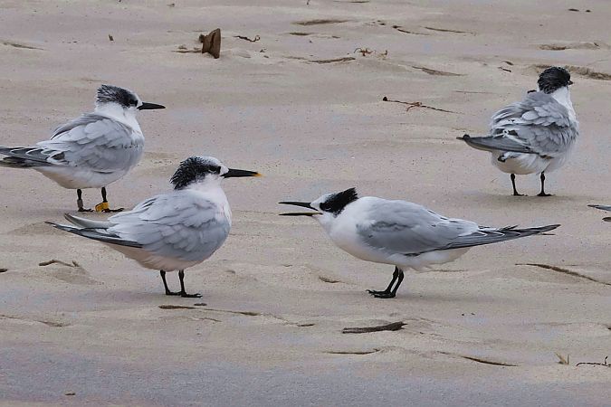 rybitwa czubata  - Krzysztof Czajowski