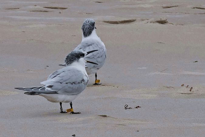 Sterne caugek  - Krzysztof Czajowski