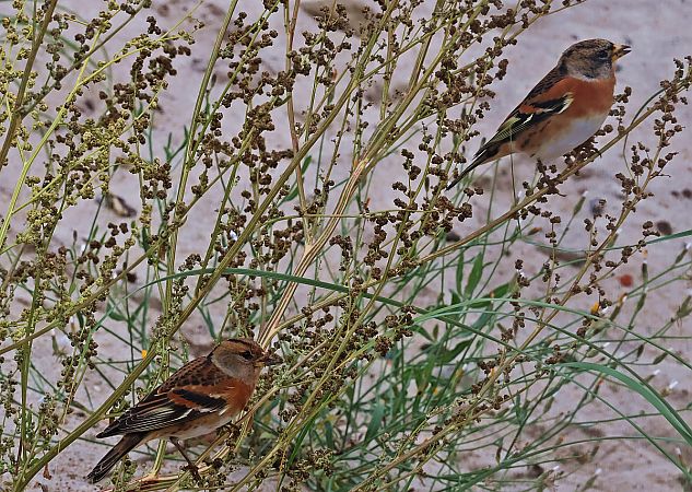 jer  - Krzysztof Czajowski