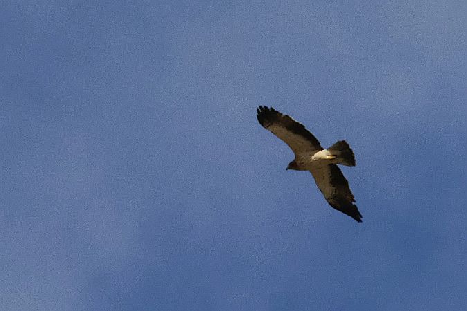 orzełek  - Krzysztof Czajowski