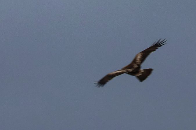 Zwergadler  - Krzysztof Czajowski