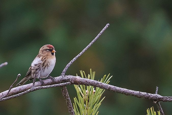 czeczotka  - Krzysztof Czajowski