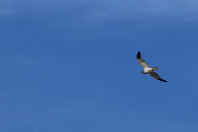 błotniak zbożowy  - Krzysztof Czajowski