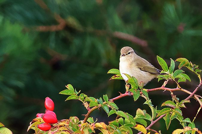 pierwiosnek  - Krzysztof Czajowski