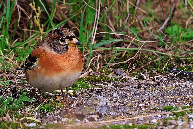 jer  - Krzysztof Czajowski