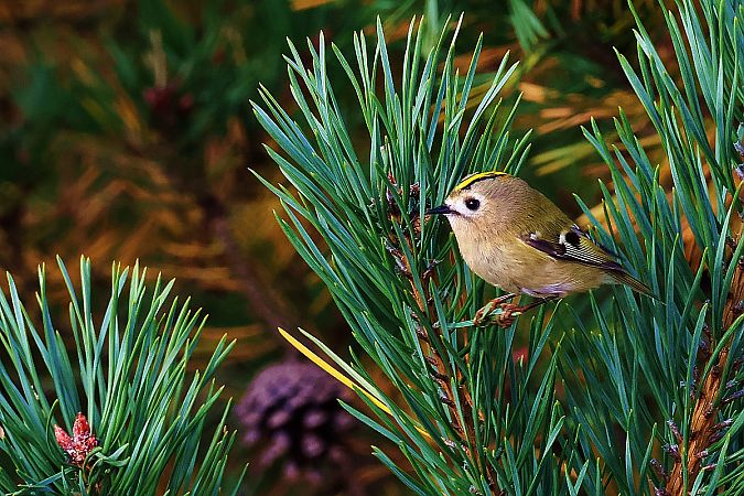 mysikrólik  - Krzysztof Czajowski