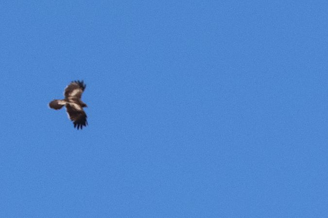 orzełek  - Krzysztof Czajowski