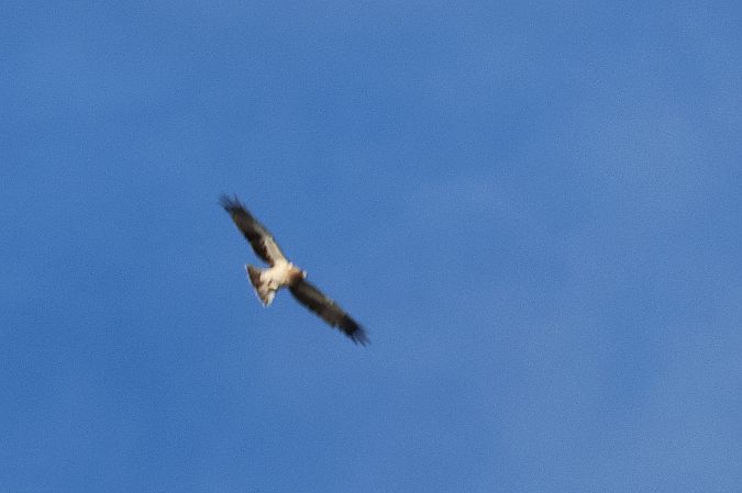 Zwergadler  - Krzysztof Czajowski