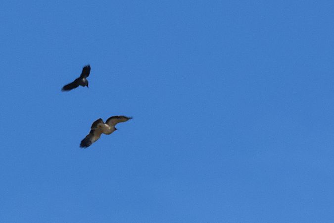 Zwergadler  - Krzysztof Czajowski