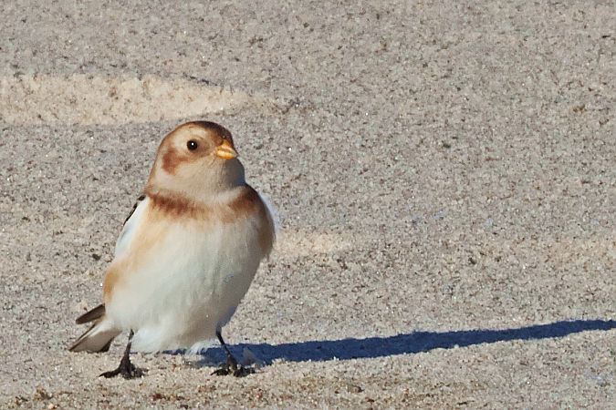 śnieguła  - Krzysztof Czajowski