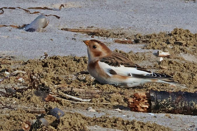 śnieguła  - Krzysztof Czajowski