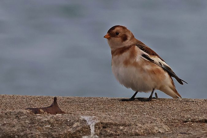 śnieguła  - Krzysztof Czajowski