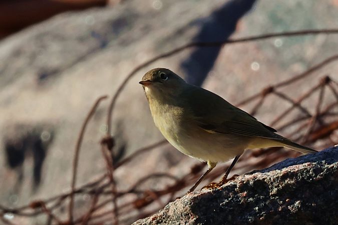 pierwiosnek  - Krzysztof Czajowski