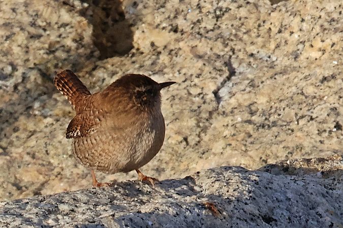 strzyżyk  - Krzysztof Czajowski