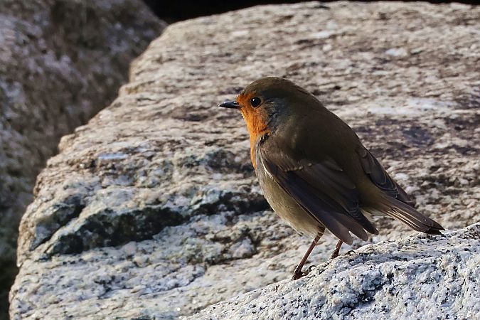 rudzik  - Krzysztof Czajowski
