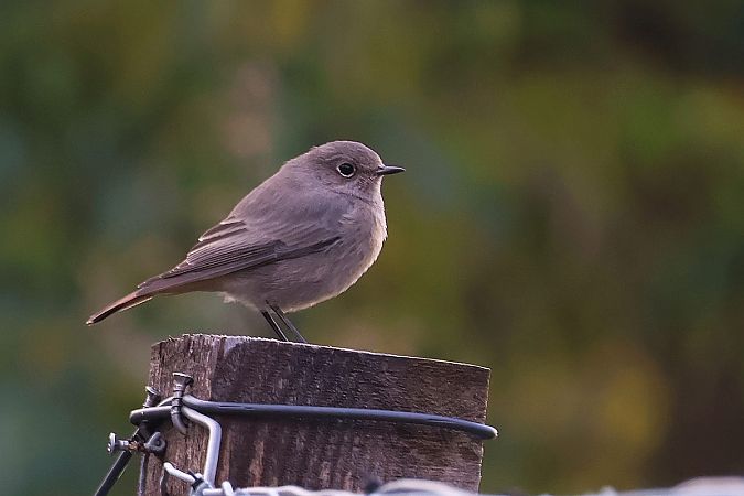 kopciuszek  - Krzysztof Czajowski