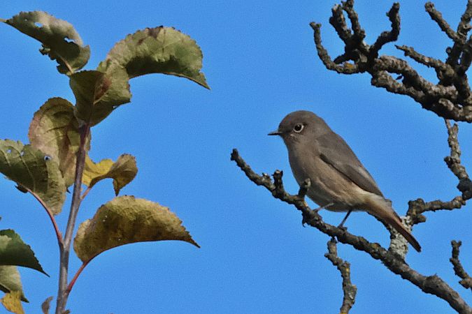 kopciuszek  - Krzysztof Czajowski