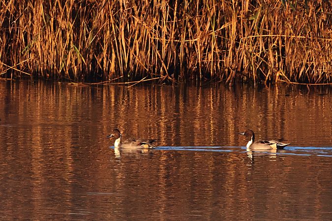 rożeniec  - Krzysztof Czajowski