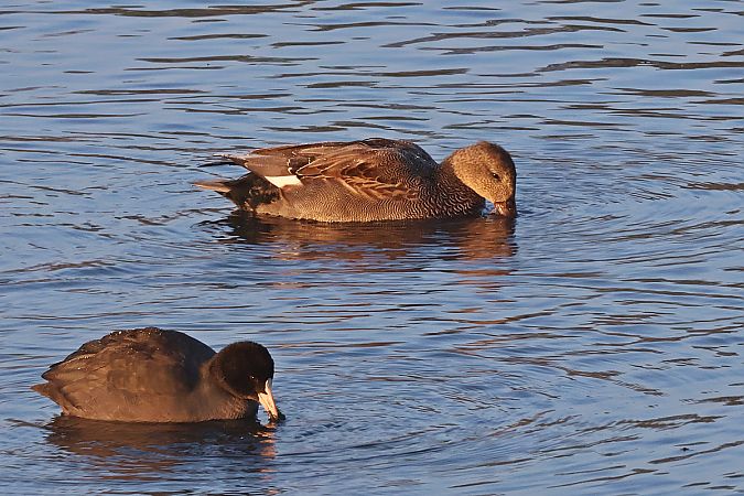 krakwa  - Krzysztof Czajowski