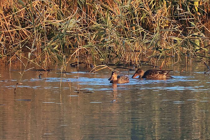 płaskonos  - Krzysztof Czajowski