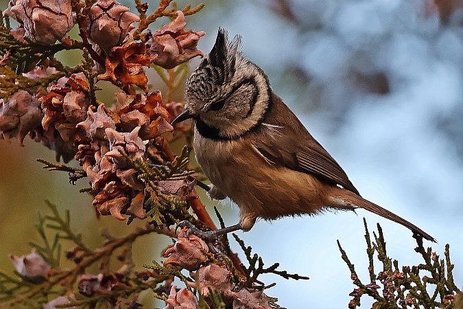 Haubenmeise  - Krzysztof Czajowski
