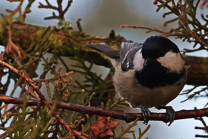 Tannenmeise  - Krzysztof Czajowski