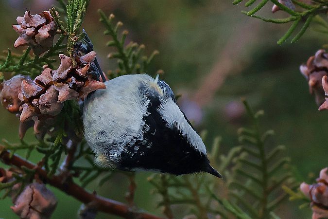 Mésange noire  - Krzysztof Czajowski