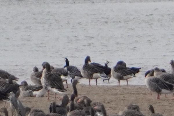 bernikla białolica  - Artur Roguszka